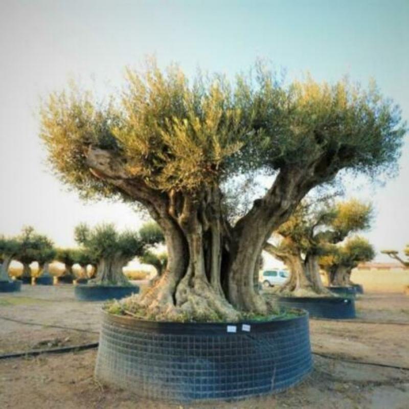 Olea Europea - Olijfboom - Alle Soorten 270-300cm art13381