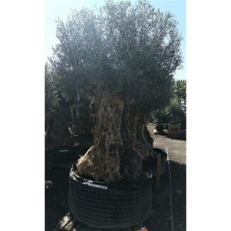 Olea Europea - Olijfboom - Alle Soorten 270-300cm art13381