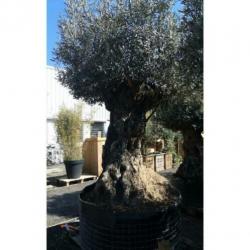 Olea Europea - Olijfboom - Alle Soorten 270-300cm art13381