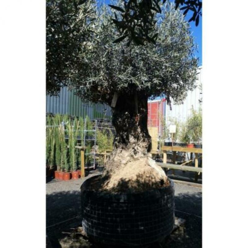 Olea Europea - Olijfboom - Alle Soorten 270-300cm art13381