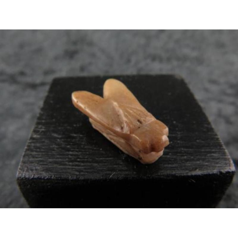 Egyptian crystal fly amulet