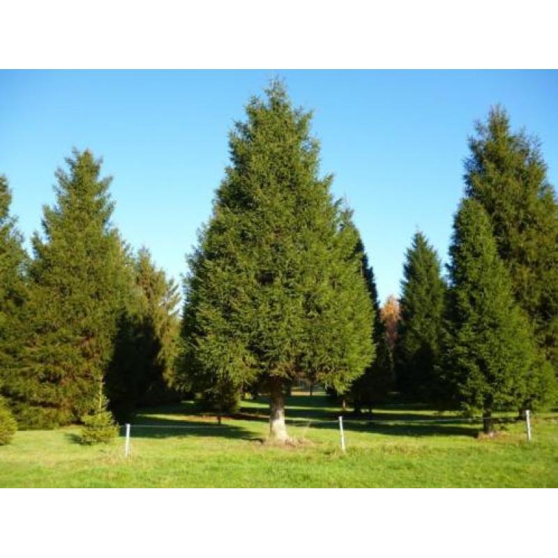 grote kerstbomen