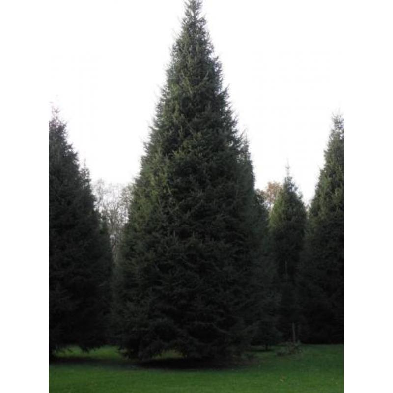 grote kerstbomen