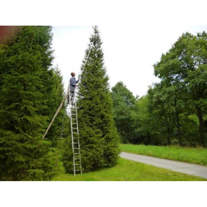 grote kerstbomen