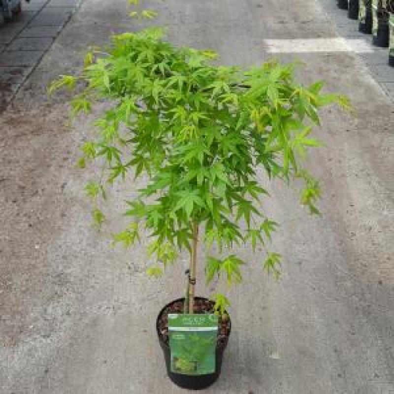 Japanse esdoorn (Acer palmatum "Ryusen") heester - op stam 40 cm - 1 stuks